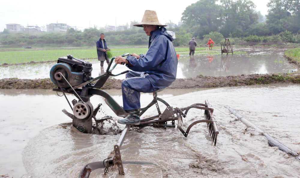 4月15日，南丰县洽湾镇上店村的农民正在冒雨翻耕土地，抢抓农时栽插早稻秧苗。